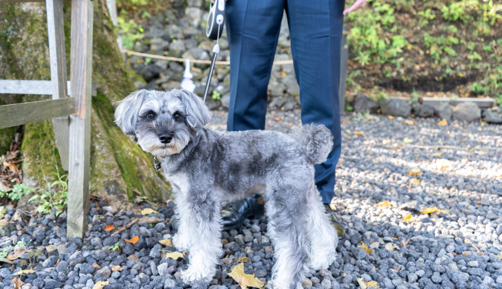 新緑の軽井沢で、家族と愛犬（ペット）の写真撮影